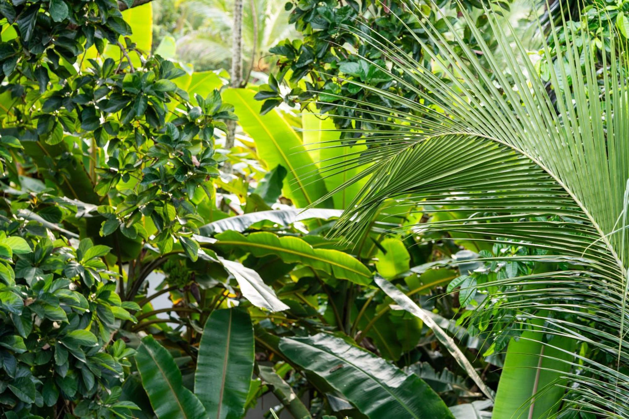Tayrona Juanchos House Hostel Los Naranjos Kültér fotó